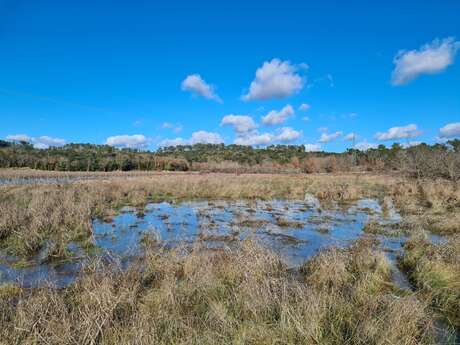 Gestion d’espèces exotiques envahissantes en faveur de la zone humide de Bayonny