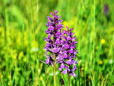 Découverte des orchidées et des papillons des chaumes d'Échillais