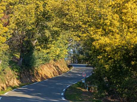 Excursion by bus :  From Mimosa to Perfume