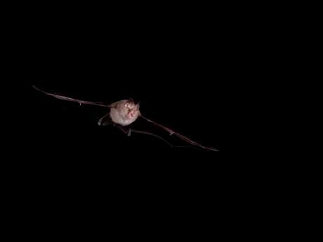 Nuit de la chauve-souris - Visite commentée