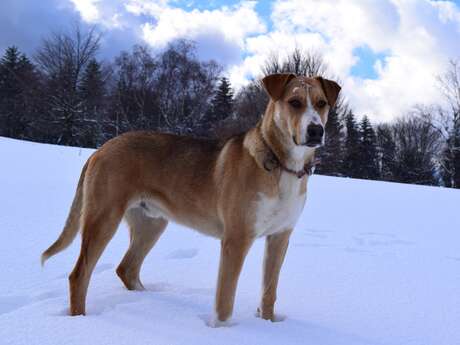 Sled dog educational tour