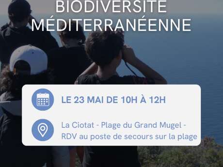Observation des oiseaux marins et découverte de la biodiversité méditerranéenne sur la plage du Grand Mugel