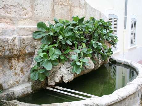 Fontaine rue Marechal Foch