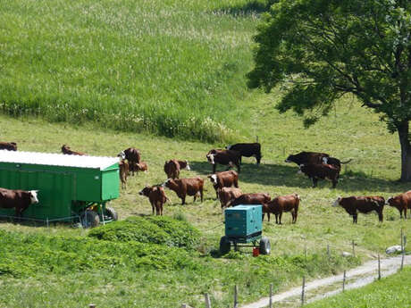 "GAEC Val Mont-Blanc" - Milking cows
