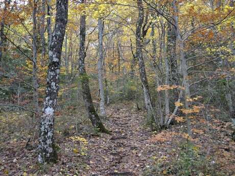 PLAN D'AUPS SAINTE-BAUME - Le sentier Merveilleux