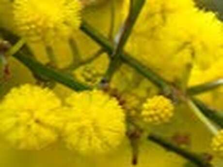 Atelier "Couleurs de mimosa" & Tatakizomé