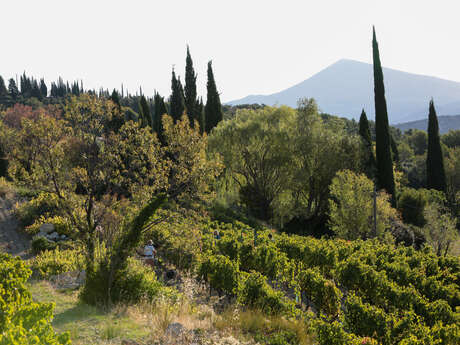 Visite guidée du Domaine de Saint Amant