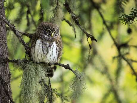 Premières Loges : film sensible sur les chouettes de montagne et les autres habitants des vieilles forêts Premières Loges : film sensible sur les chouettes de montagne et les autres habitants des vieilles forêts