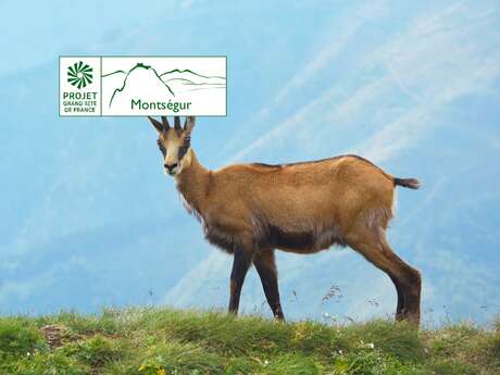 A la découverte de la faune des sommets du Grand Site