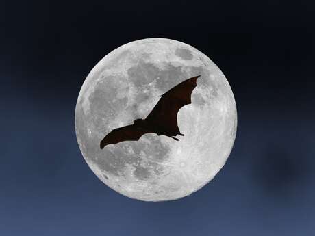 Nuit Internationale de la Chauve-Souris : sortie nocturne et observation