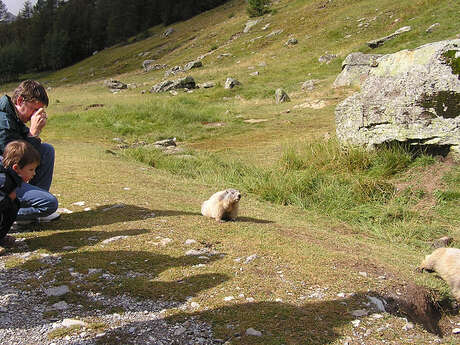 Rencontre avec les marmottes