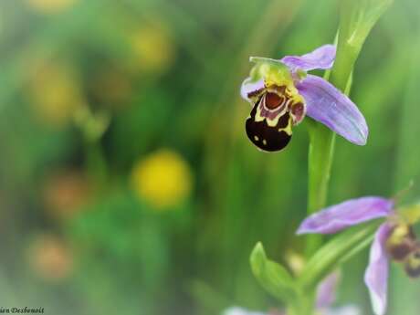 N°27 (rouge/bleu) - Le sentier botanique