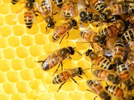 Les Abeilles du Moulin