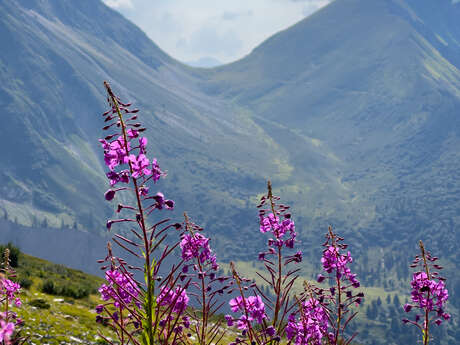 Col de Tricot