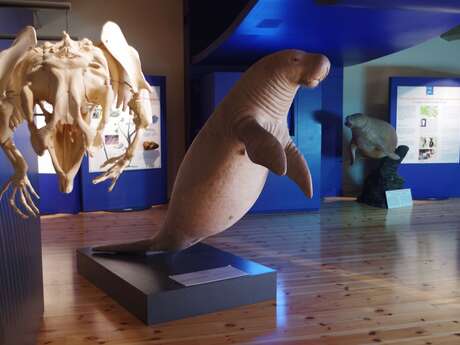 Visita guidata alla mostra “Sirene e fossili”