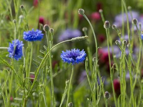 Atelier - Teinture naturelle - Les plantes du printemps