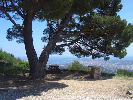 "Le Gros Cerveau" forest massif