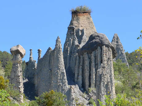 Demoiselles coiffées