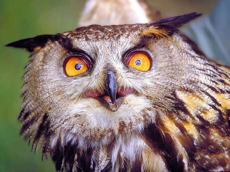 OWLS - Chouettes et hiboux d'Europe