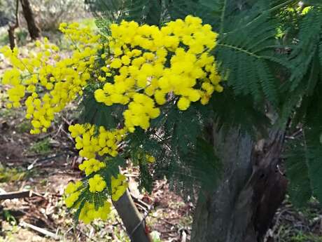 Atelier à l'Oustaou dou païs- porte-clé mimosa