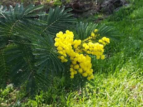 Séjour Mimosa: Chambre d'hôtes La Ferme Brissi