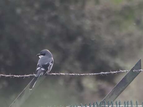 Avifaune de la Chaîne de l'Etoile