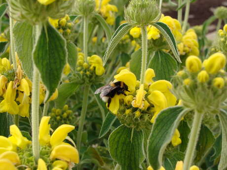 Balade nature : "Odeurs de Plantes"