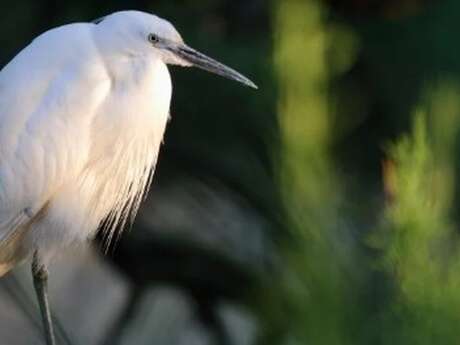 Elevage et biodiversité avec les balades de Mag