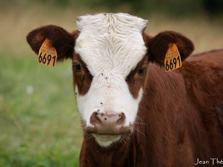 Des vaches & des Hommes