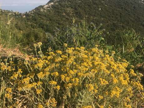 Denis Longfellow - Dieudoré  producteur plantes d'Immortelle