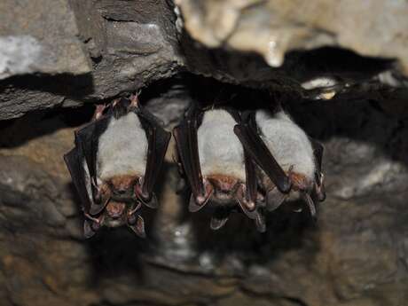 Nuit de la chauve souris avec Loire Odyssée