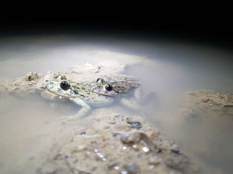 Fréquence Grenouille à Fondurane – Saint-Cassien
