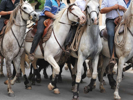 Feria - Course des gardians
