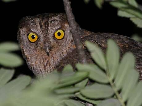 A l'écoute du Petit-duc à Ramatuelle