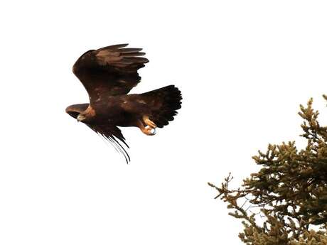 Conférence : les rapaces des Ecrins
