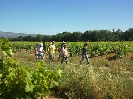 Balade Vigneronne en Provence