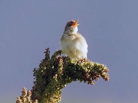 Observation des oiseaux du jardin du Lautaret