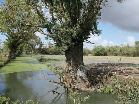 Visite guidée : Explorons à vélo le marais de Muron et ses paysages