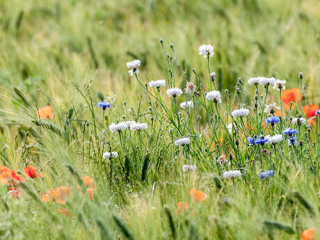 Ateliers enfants : Des fleurs pour les abeilles