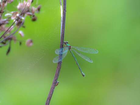 Découverte des libellules