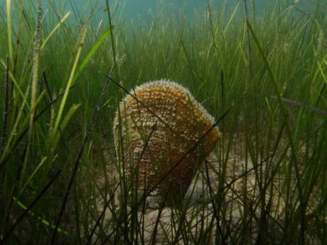 Projection du Film « Avant que la Grande Nacre meure » en présence des réalisateurs et Débat