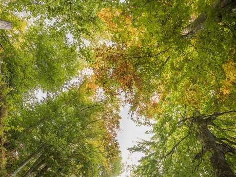Bains de forêt