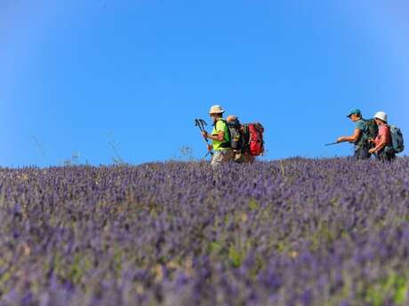 AUREL - Terre de lavande