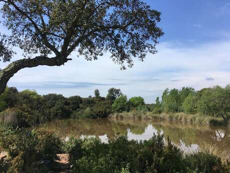 Ripisylve de l'Endre