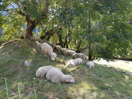 Alpages et pastoralisme