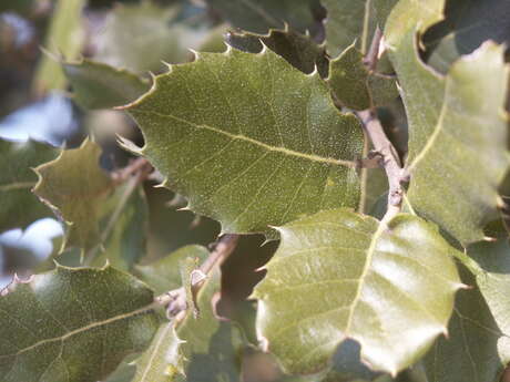 La colline des Espels