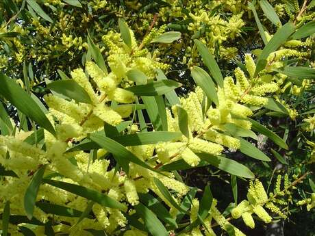 Pépinières Julien Cavatore