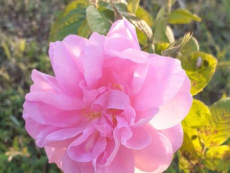 Le Jardin de Nathalie