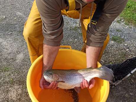 Pêche de la truite au kilo