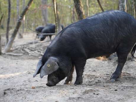 Le Noir du Picou